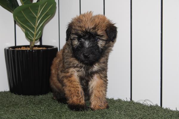 Available for Adoption Judith Image #1