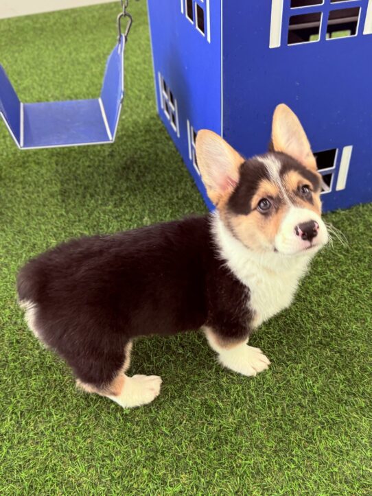 [#25282-01] Tri-Colored M Pembroke Welsh Corgi Puppies For Sale