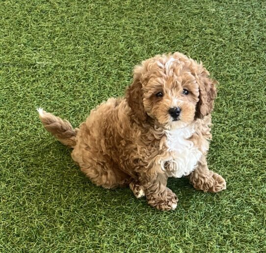 [#25670-01] Red M Goldendoodle Mini Puppies For Adoption