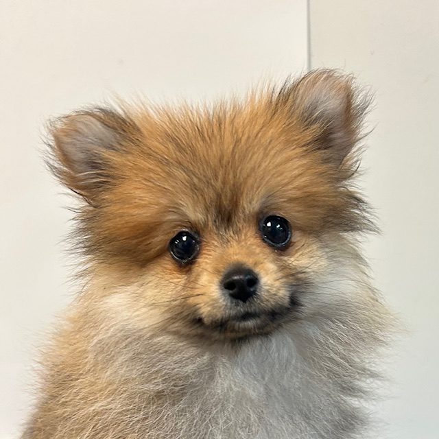 Available for Adoption Harry Image #1
