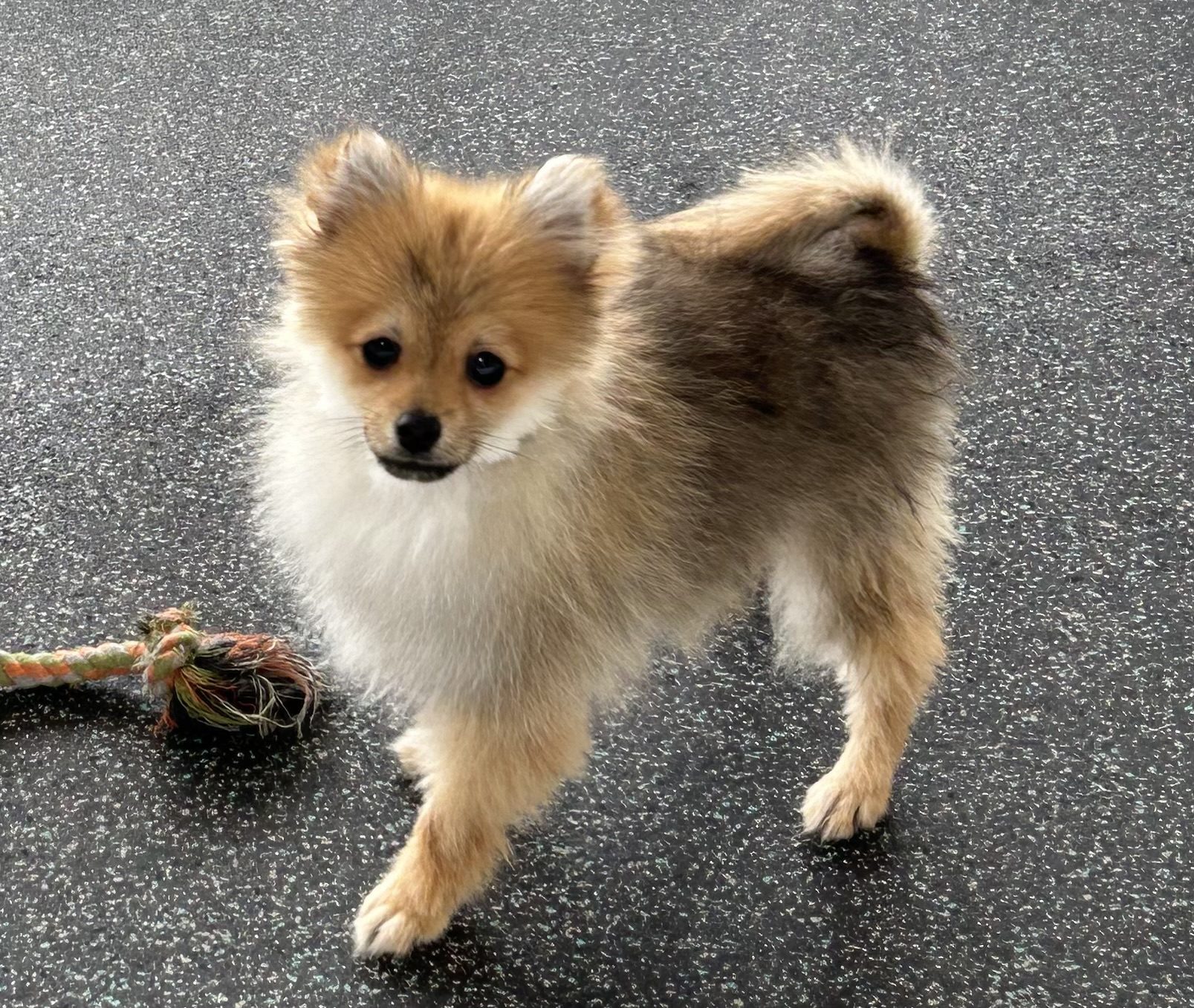 Available for Adoption Harry Image #1