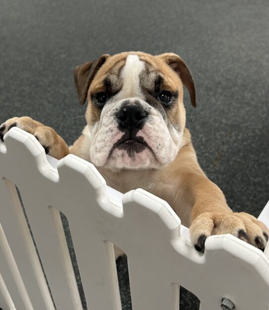 [#25549-02] Red / White M English Bulldog Puppies For Adoption