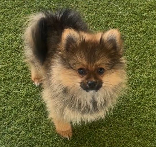 [#25265-04] Orange Sable F Pomeranian Puppies For Adoption