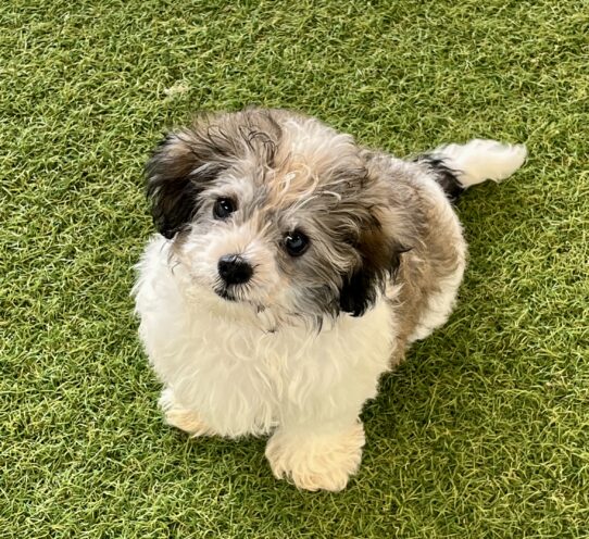 [#25797-01] Sable / White M Havanese Puppies For Adoption