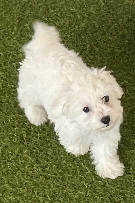 [#25962-01] White M Bichon Frise Puppies For Adoption