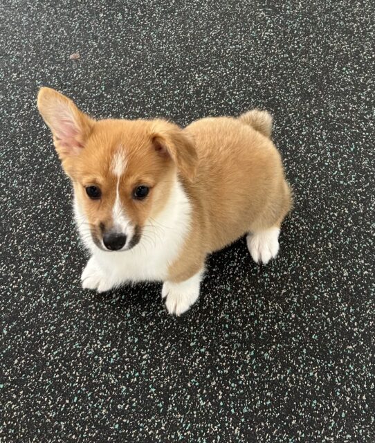 [#25876-06] Red / White F Pembroke Welsh Corgi Puppies For Adoption