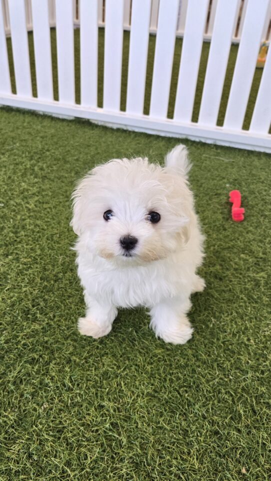 [#25792-01] White M Maltese Puppies For Adoption