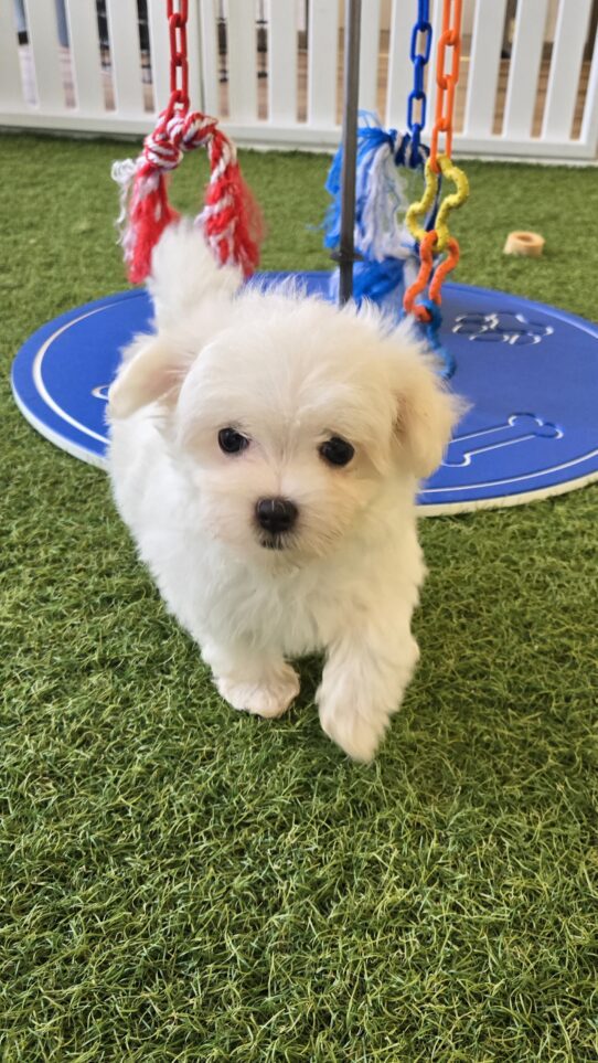 [#25284-05] White F Maltese Puppies For Adoption