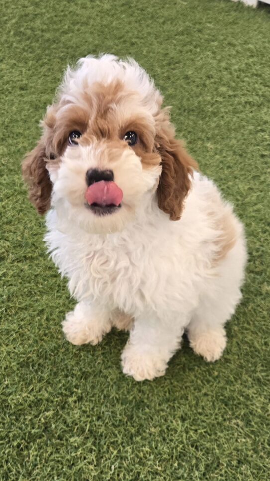 [#25249-05] Apricot M Goldendoodle Mini F1b Puppies For Adoption