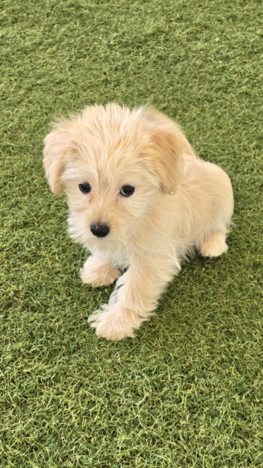 [#25938-03] Cream F Morkie Puppies For Adoption
