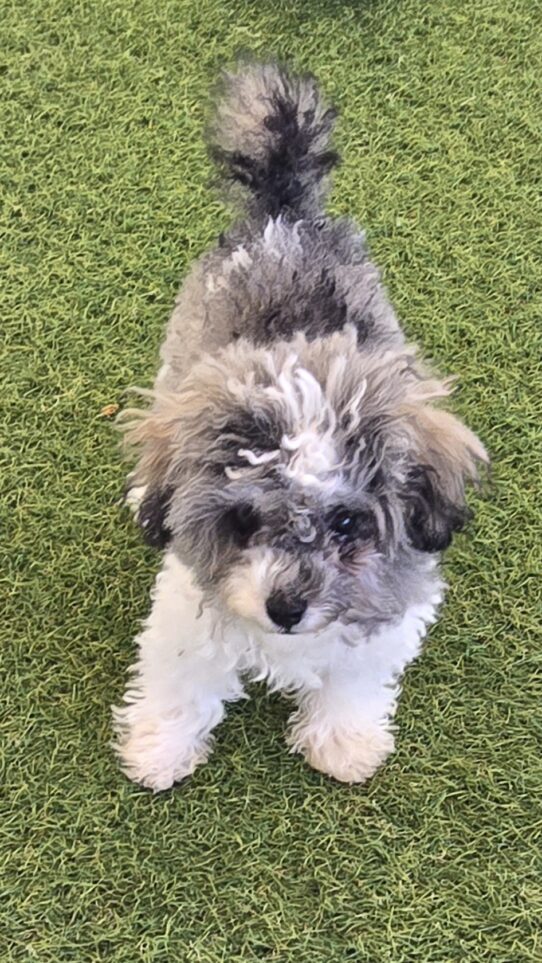 [#25652-01] Black / White M Poodle Mini Puppies For Adoption