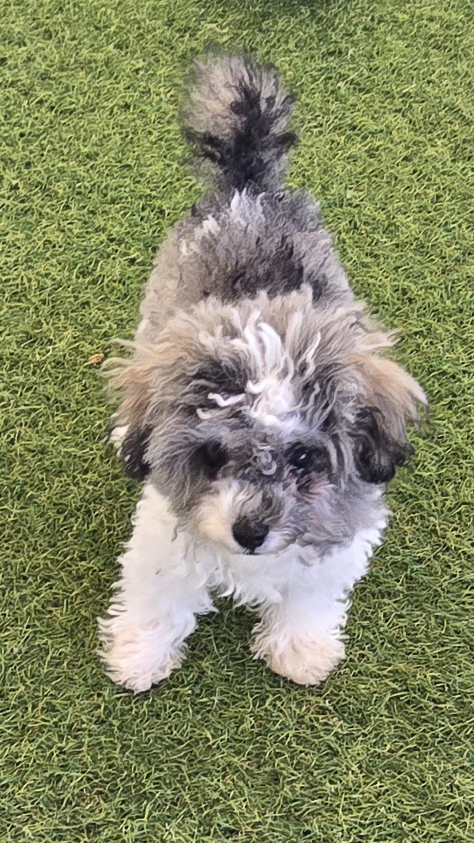 [#25652-01] Black / White M Poodle Mini Puppies For Adoption