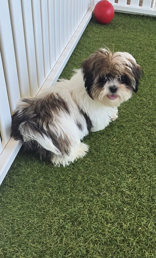 [#25189-05] Tri-Colored F Cavatzu Puppies For Adoption