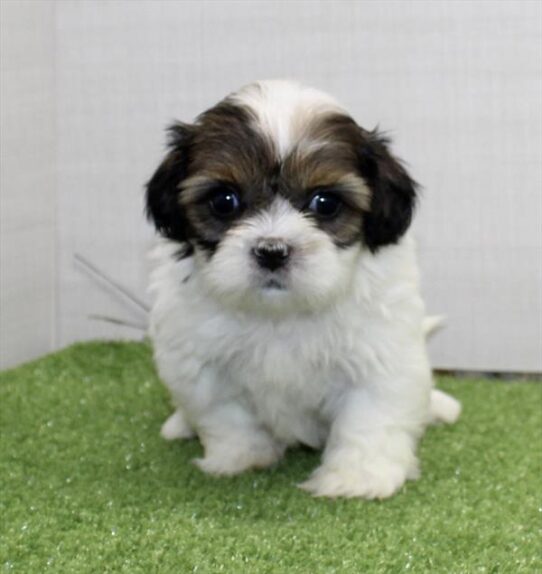 [#25189-05] Tri-Colored F Cavatzu Puppies For Adoption