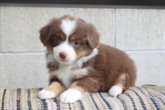 [#25592-02] Red Tan / White F Miniature Australian Shepherd Puppies For Adoption