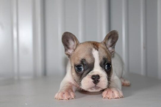 [#25714-01] Blue Fawn F French Bulldog Puppies For Adoption
