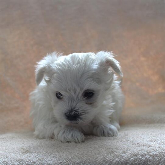 [#25969-01] White M Maltese Puppies For Adoption