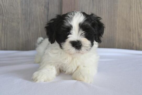 [#251065-01] Black / White M Havanese Puppies For Adoption