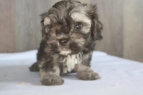 [#251066-05] Dark Sable M Havanese Puppies For Adoption