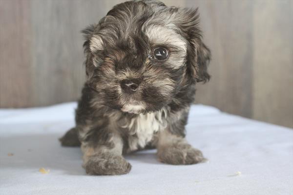 Available For Adoption Marco Image #1