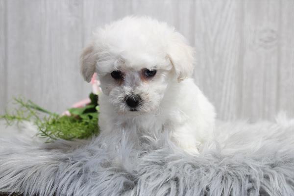 Available for Adoption Sophia Image #1