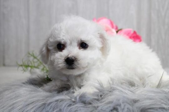 [#25910-05] White F Bichon Frise Puppies For Adoption