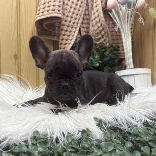 [#25578-04] Brindle M French Bulldog Puppies For Adoption
