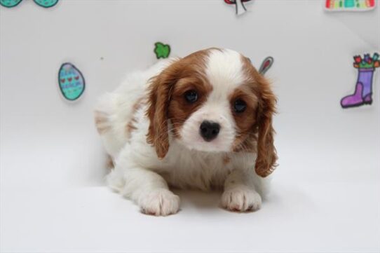 [#25502-01] Blenheim M Cavalier King Charles Spaniel Puppies For Adoption