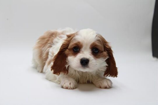 [#25502-03] Blenheim F Cavalier King Charles Spaniel Puppies For Adoption