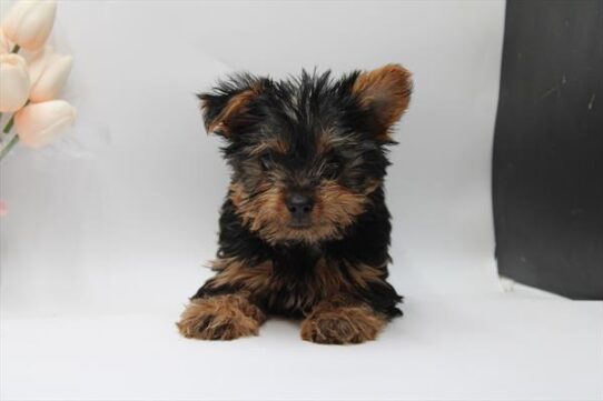 [#25645-01] Black / Tan M Yorkshire Terrier Puppies For Adoption