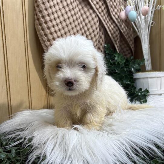 [#25842-01] Cream M Dachshund/Lhasa Apso Puppies For Adoption