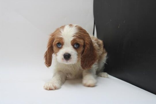 [#25732-04] Blenheim F Cavalier King Charles Spaniel Puppies For Adoption