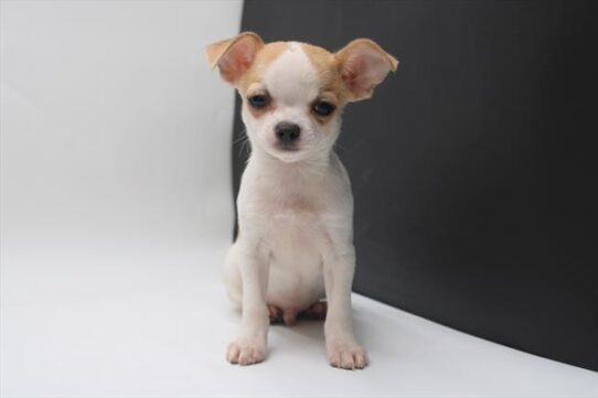 [#25660-01] Chocolate / White M Chihuahua Puppies For Adoption