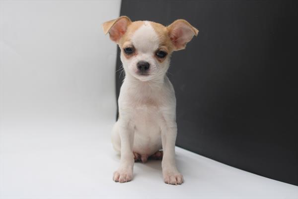 Available for Adoption Siddiq Image #1