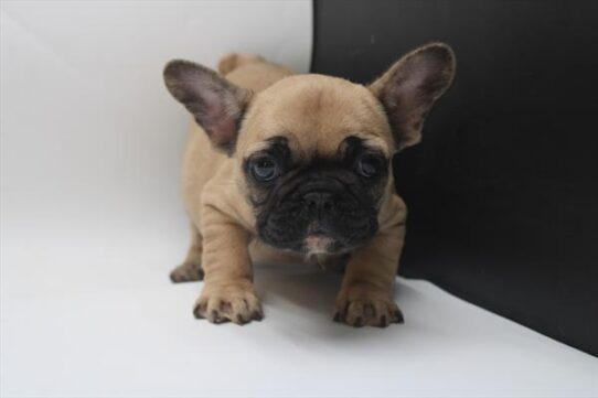[#25780-03] Fawn F French Bulldog Puppies For Adoption