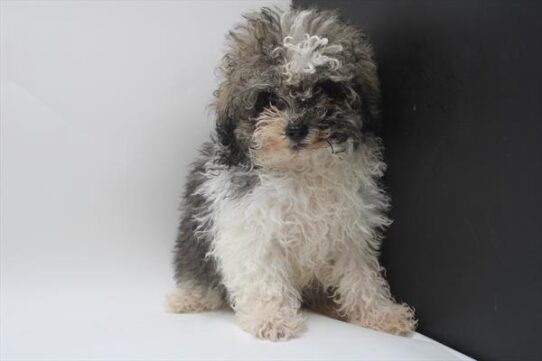 [#25652-01] Black / White M Poodle Mini Puppies For Adoption