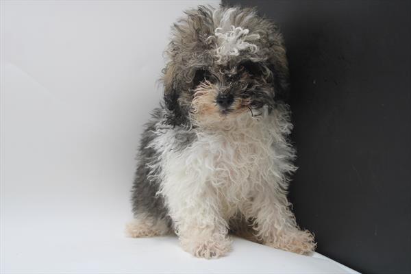 Truffle Image #1