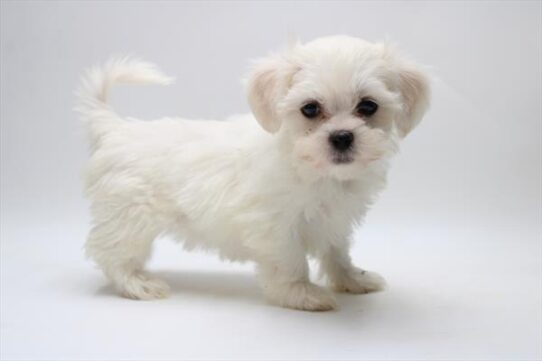 [#25961-07] Cream F Teddy Bear Puppies For Adoption