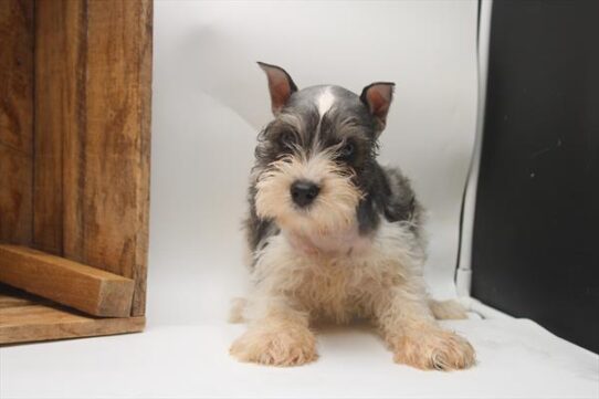 [#25902-02] Black / White M Miniature Schnauzer Puppies For Adoption