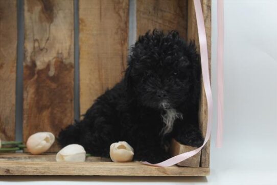 [#25937-03] Black M Poodle Mini Puppies For Adoption