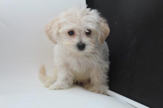 [#25938-02] Cream M Morkie Puppies For Adoption