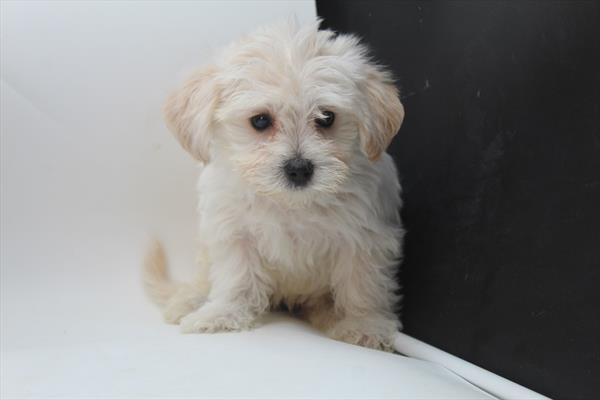 Morkie - 5964458 Image #1