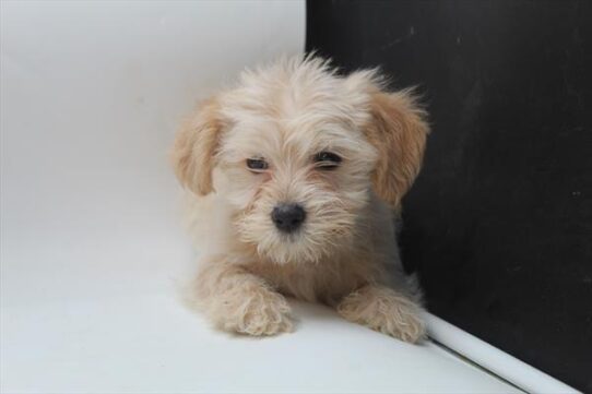 [#25938-03] Cream F Morkie Puppies For Adoption