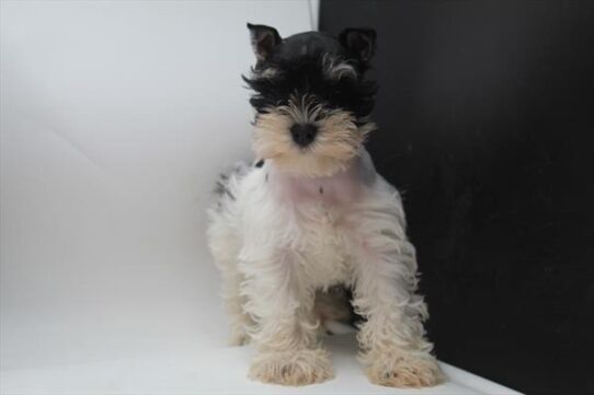 [#900255003261436] Black / Gray M Mini Schnauzer Dog