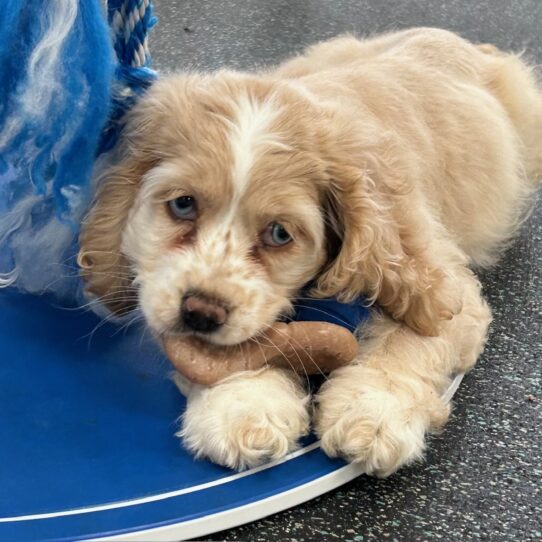 [#25733-03] Buff F Cocker Spaniel Puppies For Adoption