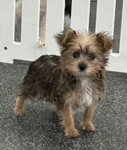 [#25799-04] Brown / Black F Morkie Puppies For Adoption