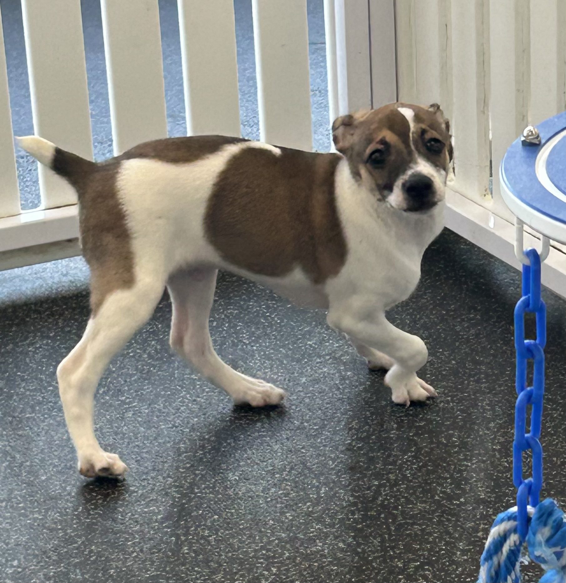Available for Adoption Cooper Image #3