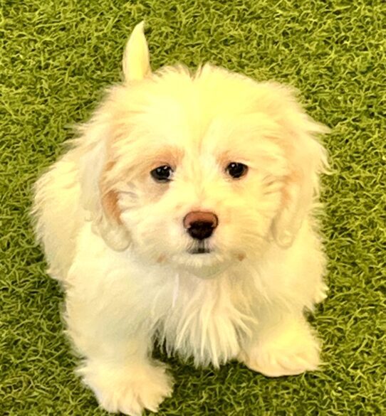 [#25842-01] Cream M Dachshund/Lhasa Apso Puppies For Adoption