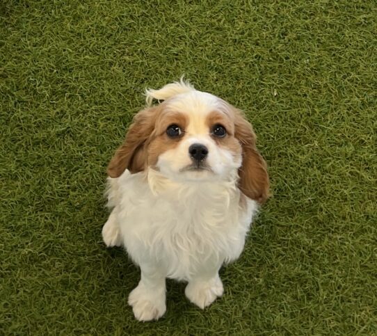 [#25502-03] Blenheim F Cavalier King Charles Spaniel Puppies For Adoption