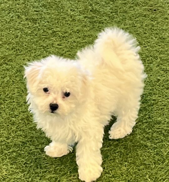 [#25910-05] White F Bichon Frise Puppies For Adoption